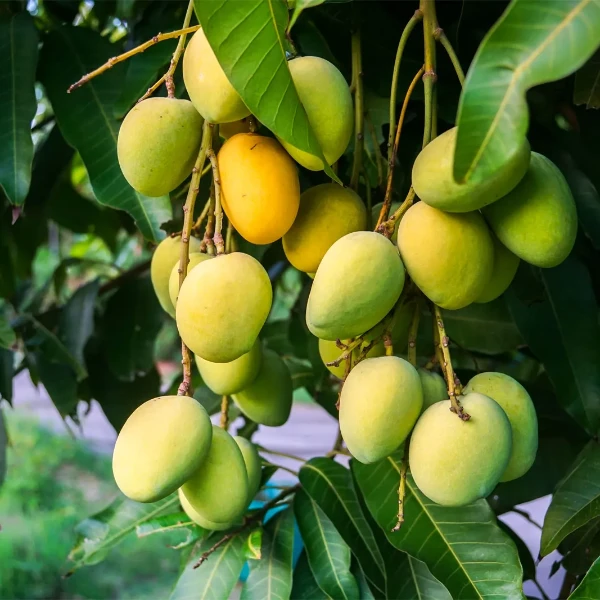 mango